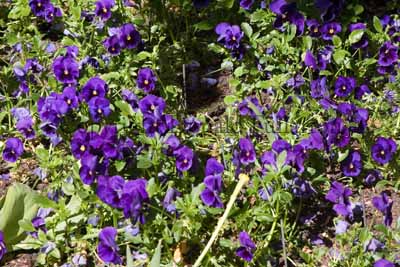 Pansies in Hyde Park, London.